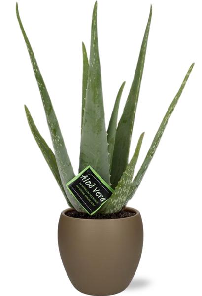 Aloe vera - Ø12cm - ↕40cm + Bowl Pot D13/14,5x13cm - Topf Braun