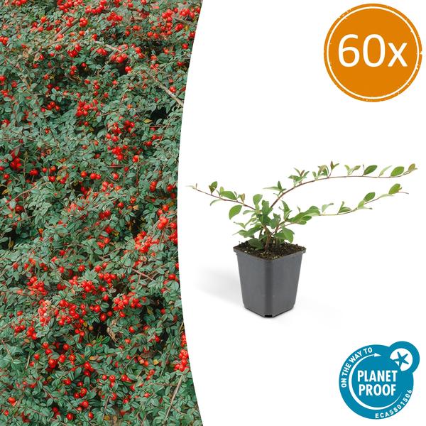 Zwergmispel - Cotoneaster dam. 'Major' - ↕25cm - Ø9cm 60 Stück