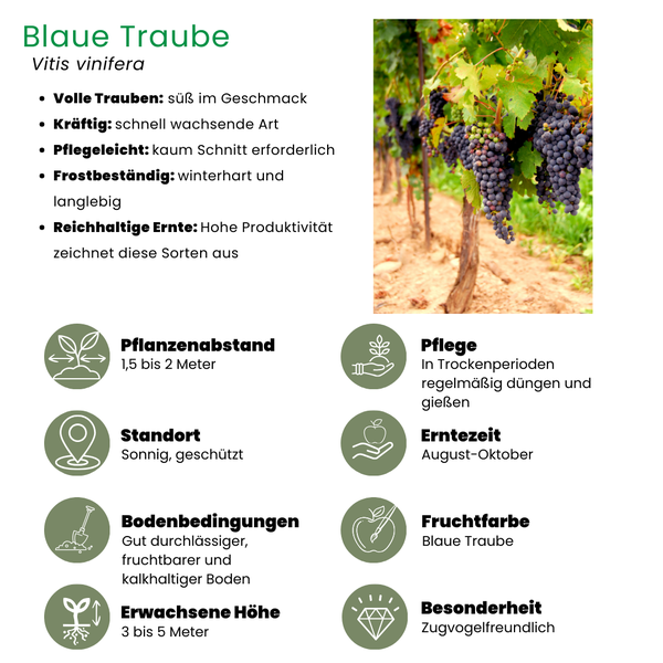 Weinrebenstrauch - Vitis vinifera - Bio Weintrauben-Pflanzen - Ø 13 cm - ↨ 20 cm   § Stück