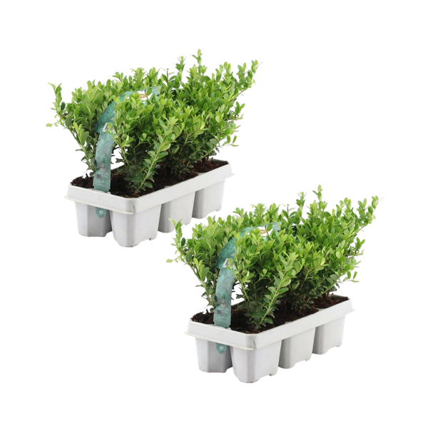 Japanische Stechpalme - 12x Ilex Crenata 'Jenny' - 12 x Ø7 cm - ↕15 cm - 2 x 6 pack