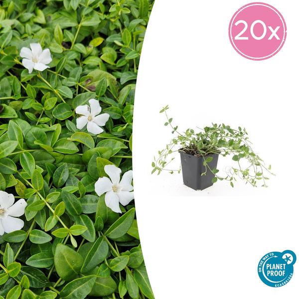 Kleines Immergrün - Vinca minor 'Gertrude Jekyll' - ↕10-25cm - Ø9cm - 20x