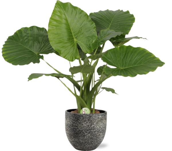 Zwergelefantenohr - Alocasia Gageana California - Ø21cm - ↕80cm + Tim Pot D24x22cm - Topf Schwarz Weiß