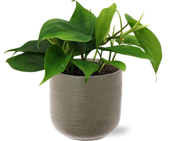 Herzblattphilodendron - Philodendron Scandens - Ø12cm - ↕20cm + Aresso Pot D13x12,5cm - Topf Grau Grün