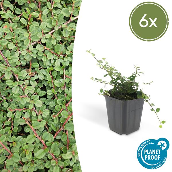 Teppichkriechmispel - Cotoneaster pr. 'Queen of Carpets' - ↕10-25cm - Ø9cm