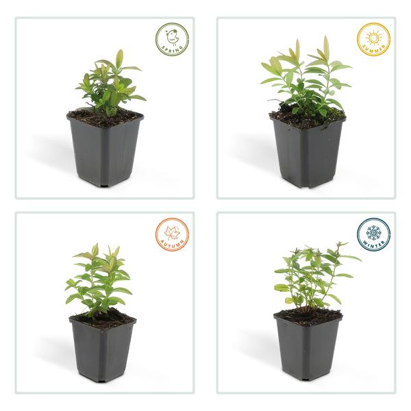 Johanniskraut - Hypericum calycinum - ↕10-25cm - Ø9cm 6 Stück