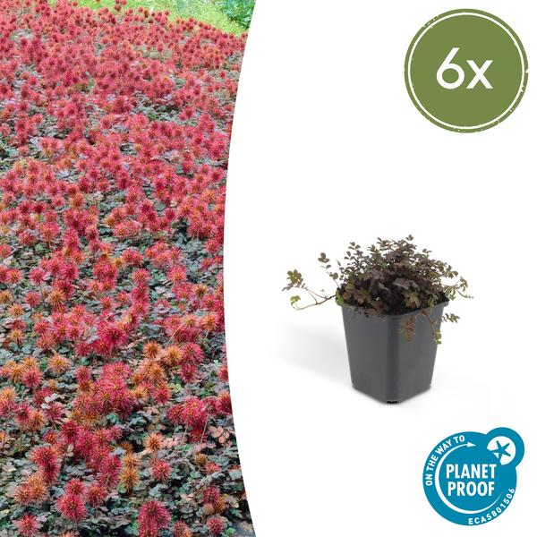 Kupferteppich Stachelnüsschen - Acaena microphylla - ↕10-25cm - Ø9cm 6 Stück