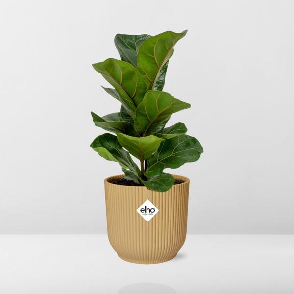 Geigenfeige - Ficus Lyrata Bambino in ELHO Vibes Fold 14cm geel Topf gelb