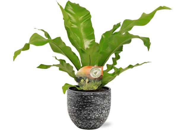 Vogelnestfarn - Asplenium Nidus - Ø17cm - ↕60cm + Tim Pot D18x16cm - Topf Schwarz Weiß