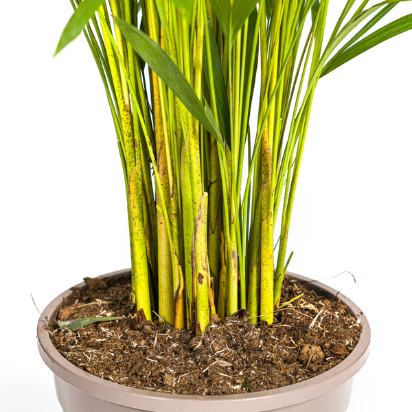 Arecapalme - Dypsis Areca Lutescens Ø24cm - ↕140cm