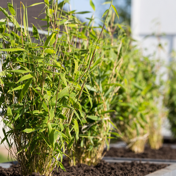 Roter Bambus - Fargesia Rufa - Ø13 cm - ↕25 cm - Winterharte Bambuspflanzen - keine Wurzelausläufer   6 Stück