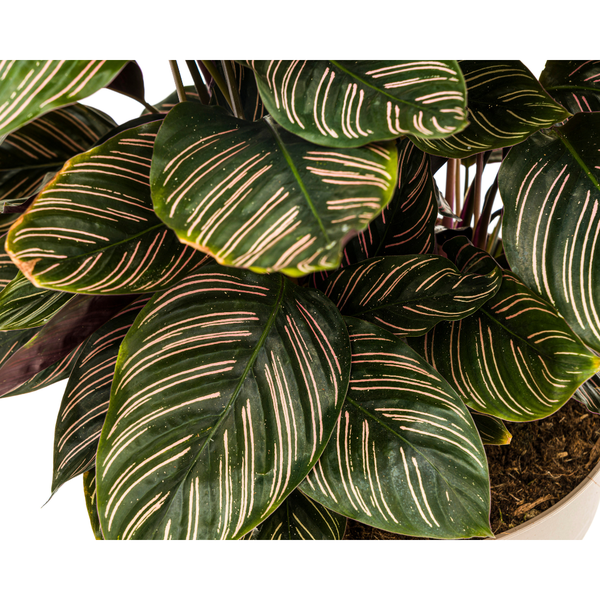 Gebetspflanze - Calathea Ornata Sanderiana Ø27cm - ↕70cm