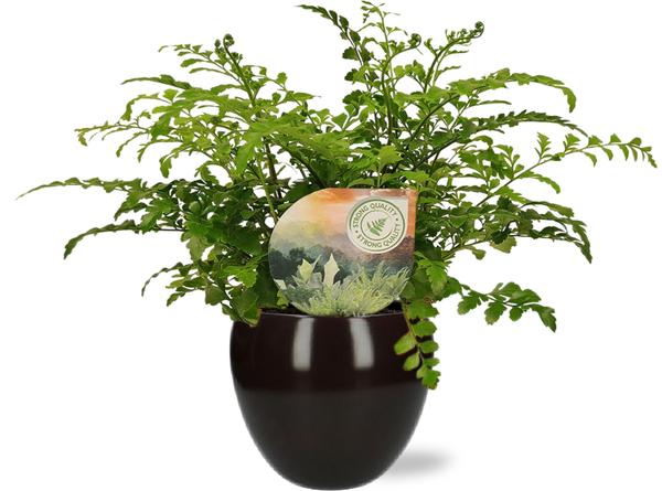 Vogelnestfarn - Asplenium Parvati - Ø12cm - ↕35cm + Bowl Pot D13/14.5x13cm - Topf Schwarz