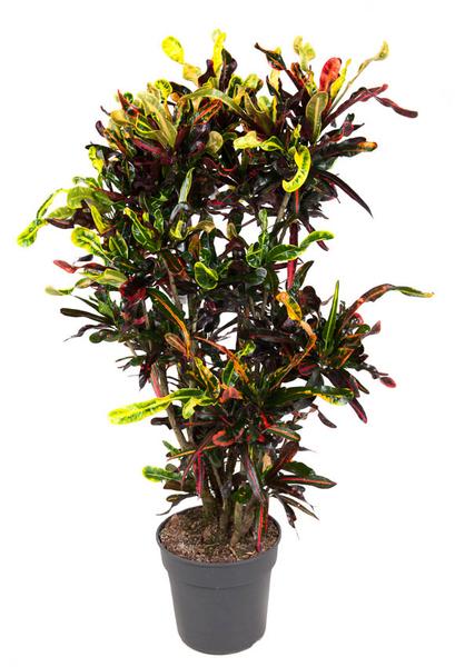 Wunderstrauch - Codiaeum Mammi - Ø31cm - ↕130cm