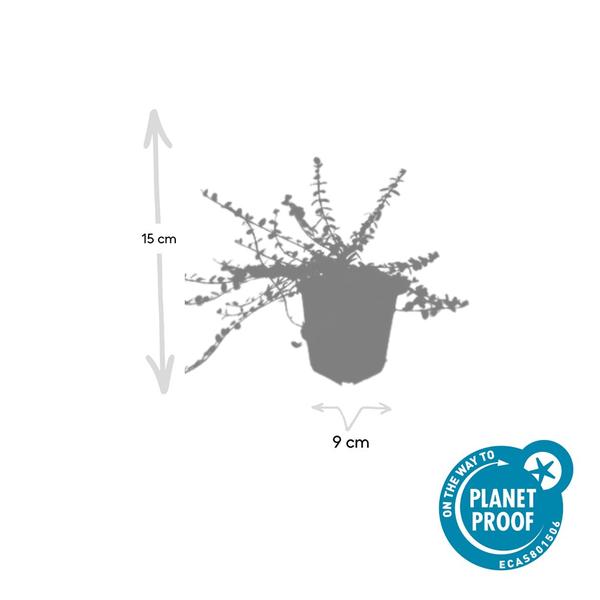 Kleinblättrige Kriechspindel Minimus - Euonymus fort. 'Minimus' - ↕10-25cm - Ø9cm - 12x