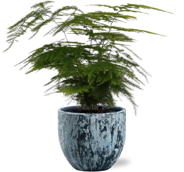 Spargelfarn - Asparagus Setaceus - Ø12cm - ↕35cm + Sem Pot D14x13cm - Topf Blau