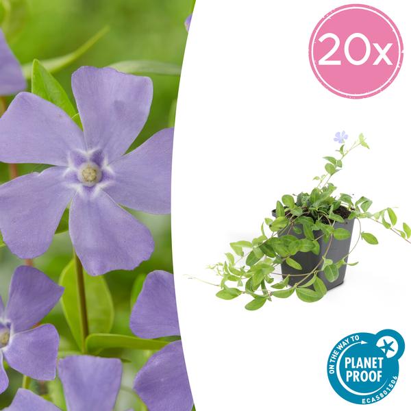 Kleines blaues Immergrün - Vinca minor - ↕10-25cm - Ø9cm 20 Stück