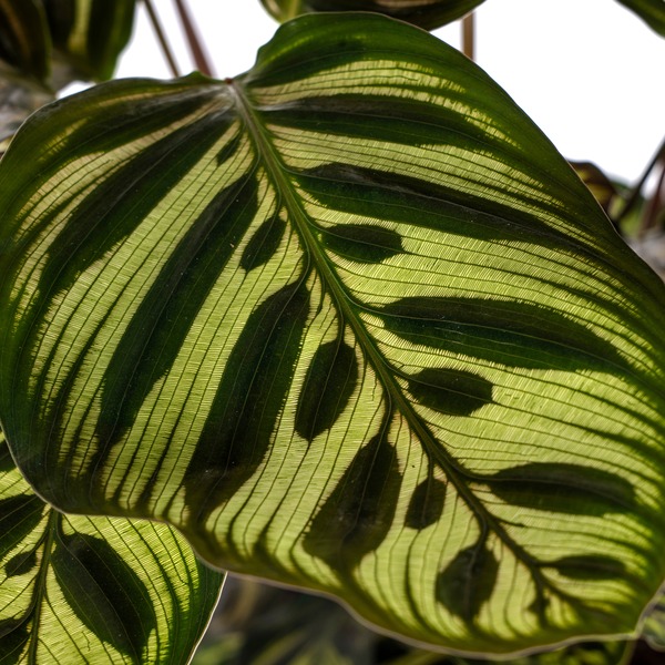 Pfauenpflanze - Calathea Makoyana Ø17cm - ↕45cm