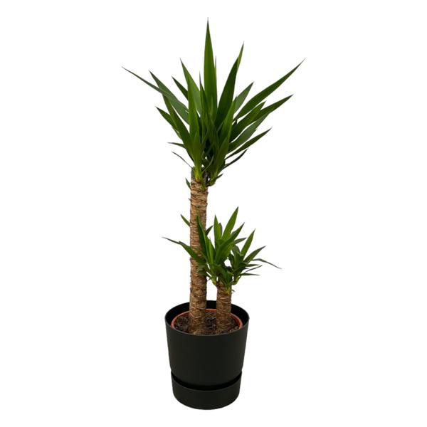 Yucca - ↨100cm - Ø21cm inklusive elho Greenville Topf schwarz D24xH23