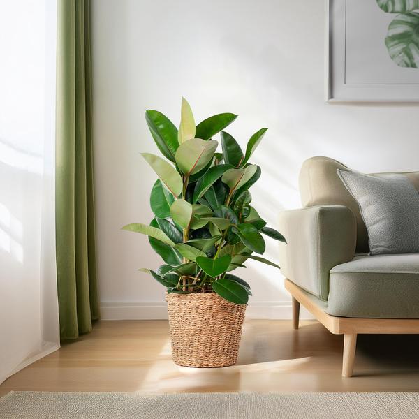 Gummibaum - Ficus Elastica Robusta XL mit Korb Torun - 90cm - Ø27