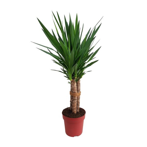 Yucca Tres Cañas 50 Stamm P24 - Ø24cm - ↕120cm