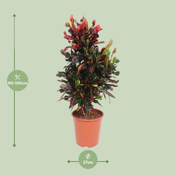 Wunderstrauch - Codiaeum Variegatum Mammi - Ø27cm - ↕100cm