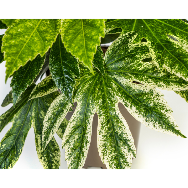 Gefleckte Strahlenaralie - Fatsia Japonica Spider's Web Ø19cm - ↕45cm