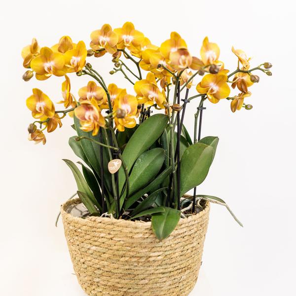 Orchideen und Kaktus Mix -  orange Orchideen Set im Baumwollkorb inkl. Wassertank - 3 orange Orchideen Las Vegas 12cm + 3 Rhipsalis Kakteen - Mono Bouquet orange mit autarkem Wassertank.