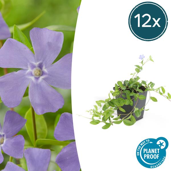 Kleines blaues Immergrün - Vinca minor - ↕10-25cm - Ø9cm 12 Stück