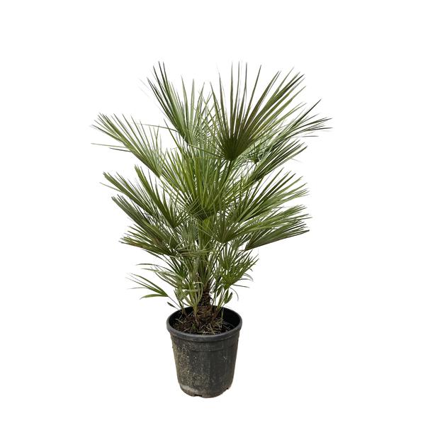 Zwergpalme auch Europäische Zwergpalme - Chamaerops Humilis Strauch - 150cm- ø30