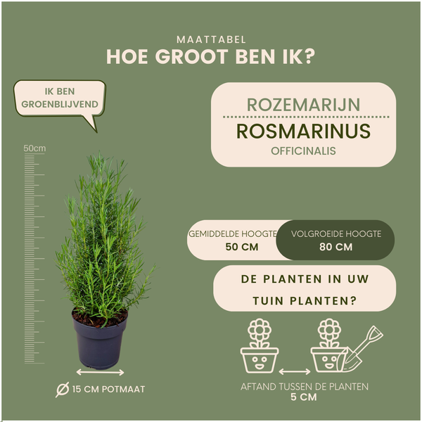 Rosmarin - Rosmarinus officinalis - Echte geurende Kerstboom - 15 cm Ø - 40-50 cm ↨