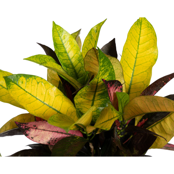 Wunderstrauch Iceton - Codiaeum 'Croton' Iceton Ø17cm - ↕50cm