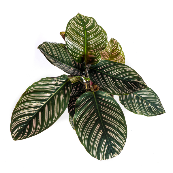 Gebetspflanze - Calathea Ornata Sanderiana Ø17cm - ↕45cm