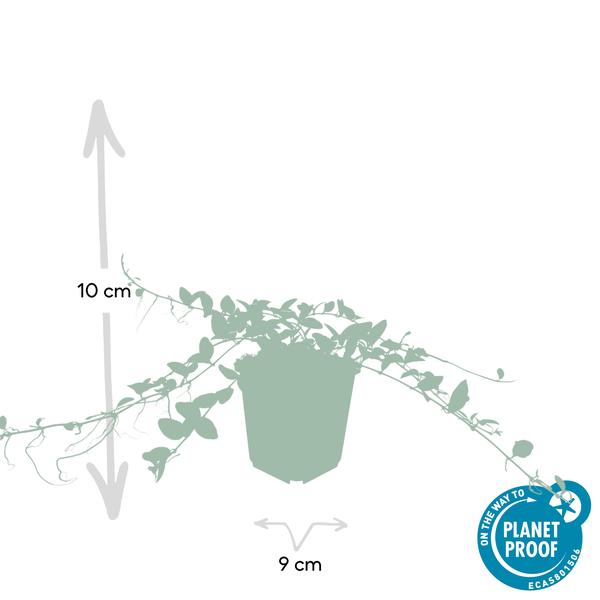 Kleines weißes Immergrün - Vinca minor 'Alba' - ↕10-25cm - Ø9cm 40 Stück