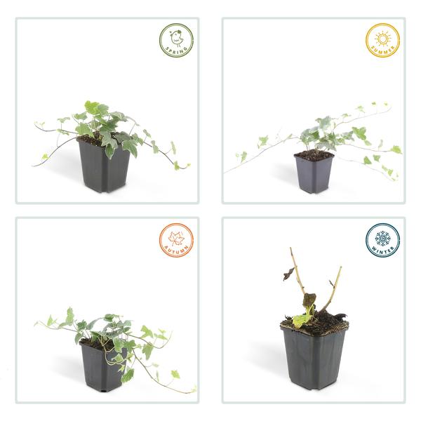 Efeu Glacier - Hedera helix 'Glacier' - ↕10-25cm - Ø9cm 60 Stück