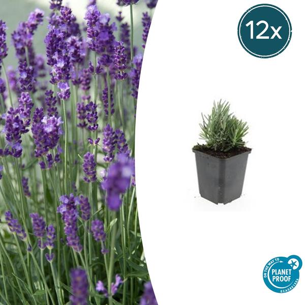 Lavendel - Lavandula ang. 'Dwarf Blue' - ↕10-25cm - Ø9cm - 12x