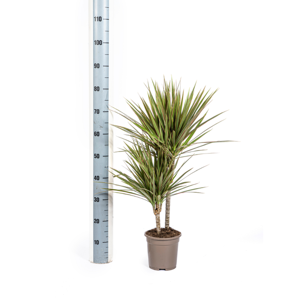 Drachenbaum - Dracaena Marginata Bicolor Ø17cm - ↕60cm