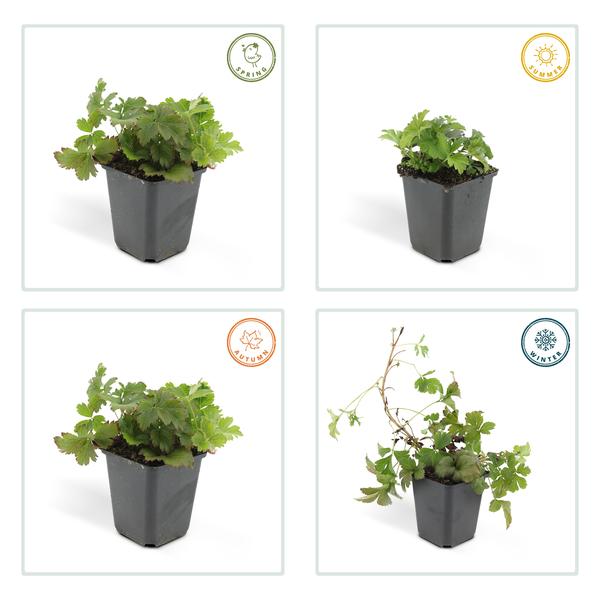 Golderdbeere - Waldsteinia ternata - ↕10-25cm - Ø9cm 40 Stück