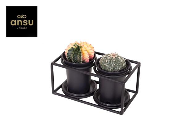 Kaktus Duo - Metallgestell mit Topf - Cactus Duo In Design Frame - Ø17cm - ↕12cm