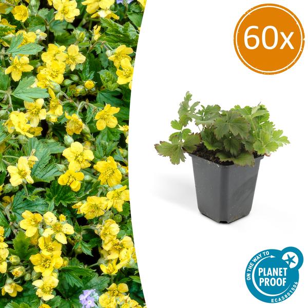 Golderdbeere - Waldsteinia ternata - ↕10-25cm - Ø9cm 60 Stück