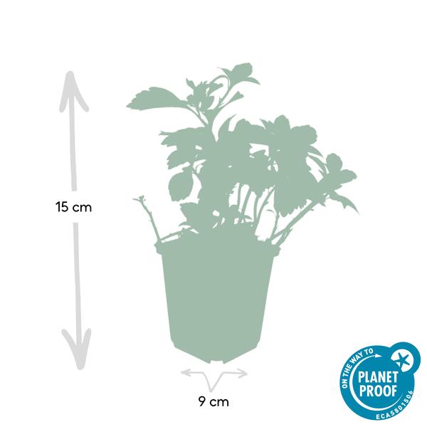 Dickmännchen - Pachysandra term. 'Green Carpet' - ↕10-25cm - Ø9cm 20 Stück