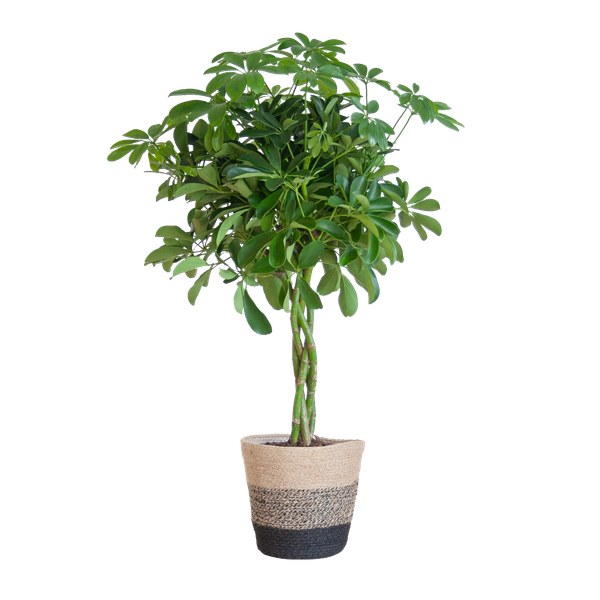 Strahlenaralie - Schefflera Arab Nora mit Korb Lissabon Schwarz - 70cm - Ø21