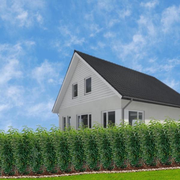 Portugiesischer Kirschlorbeer - Prunus lusitanica Angustifolia - Große Portugiesische Kirschlorbeer Pflanzen für 10 laufende Meter Hecken ↨ 80-100 cm im 12 Liter Topf  25 Stück