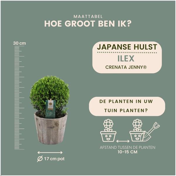 Japanische Stechpalmen Set - Ilex Crenata 'Jenny' Ball im Holztopf Set von 2 Stück 20 cm Ø