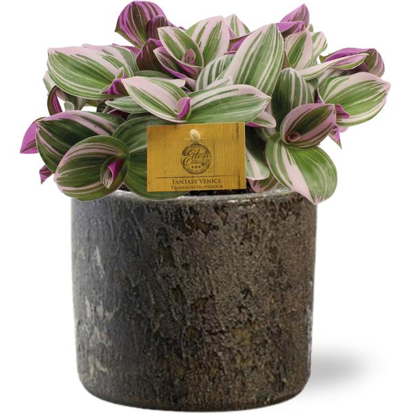 Dreimasterblume - Tradescantia Nanouk - Ø15cm - ↕25cm + Maas Pot D16x14cm - Topf Braun