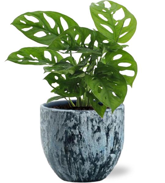 Schiefes Fensterblatt - Monstera Monkey Leaf - Ø12cm - ↕30cm + Sem Pot D14x13cm - Topf Blau