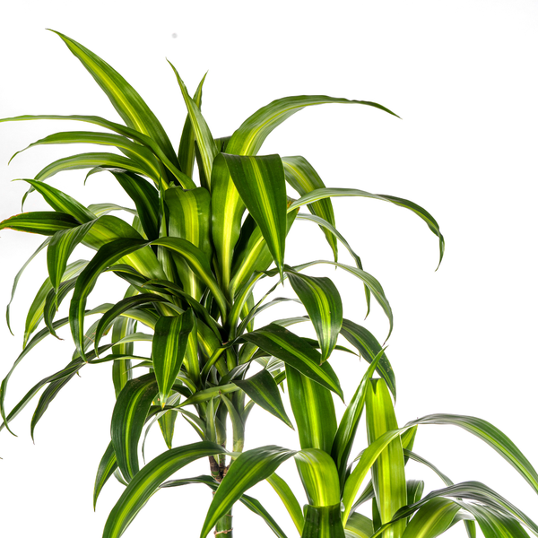 Drachenbaum - Dracaena Deremensis Hawaiian Sunshine Ø27cm - ↕180cm