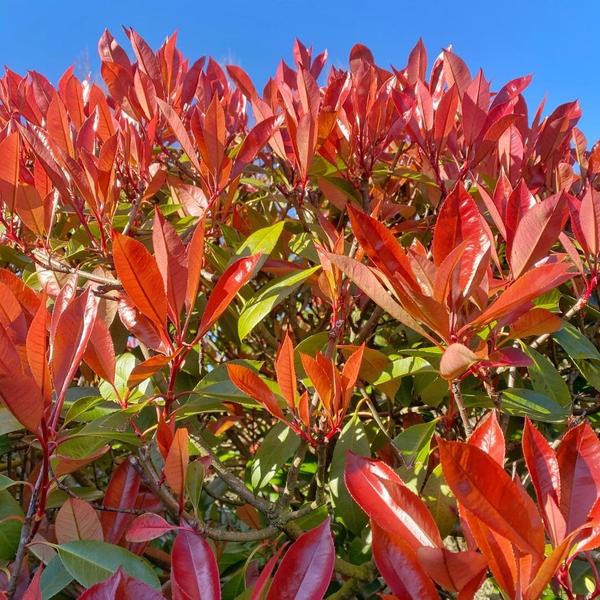 Glanzmispel - Photinia fraseri 'Carré Rouge' - Große Glanzmispel Pflanzen für 10 laufende Meter Hecken - 12L - 20x ↨ 125-150 cm - Carré Rouge