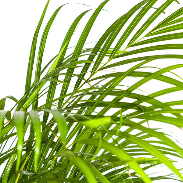 Arecapalme - Dypsis Areca Lutescens Ø24cm - ↕140cm