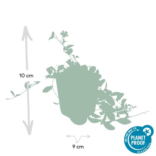 Kleines blaues Immergrün - Vinca minor - ↕10-25cm - Ø9cm 40 Stück