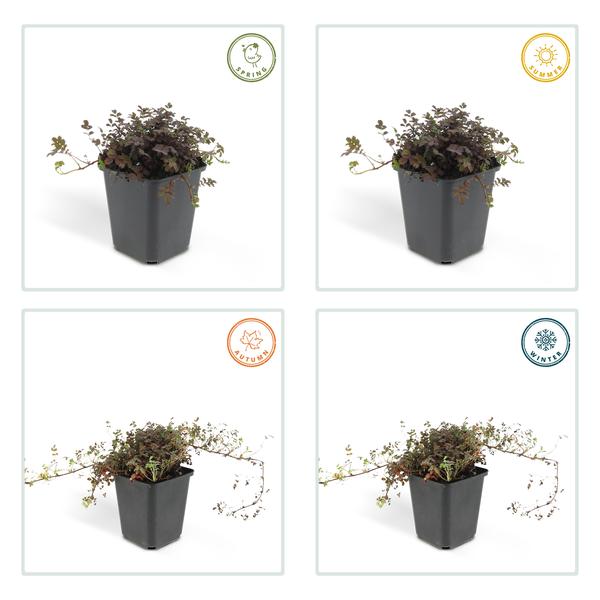 Kupferteppich Stachelnüsschen - Acaena microphylla - ↕10-25cm - Ø9cm 60 Stück